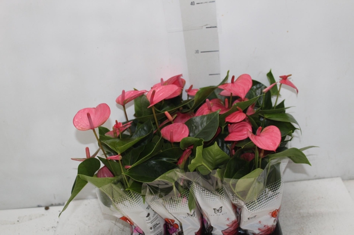 <h4>ANTHURIUM ROSA P06</h4>