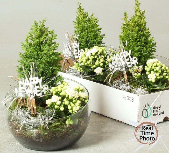 <h4>ARR KAMERPL</h4>