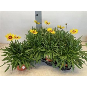 Coreopsis grandiflora