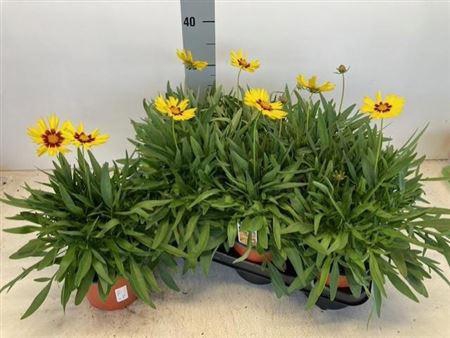 <h4>Coreopsis grandiflora</h4>