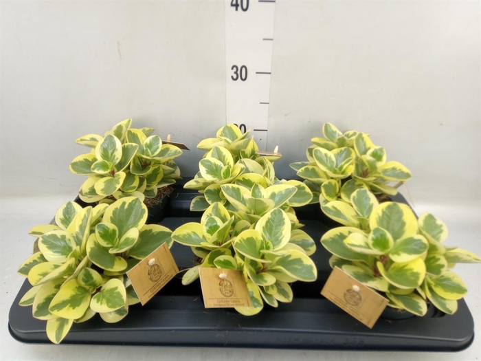 <h4>Peperomia obt. 'Obtipan Bicolor'</h4>