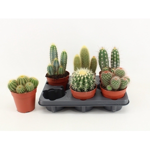 Cactus Mix