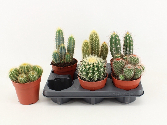 <h4>Cactus Mix</h4>
