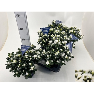 RHODO SI HO CL BELLI