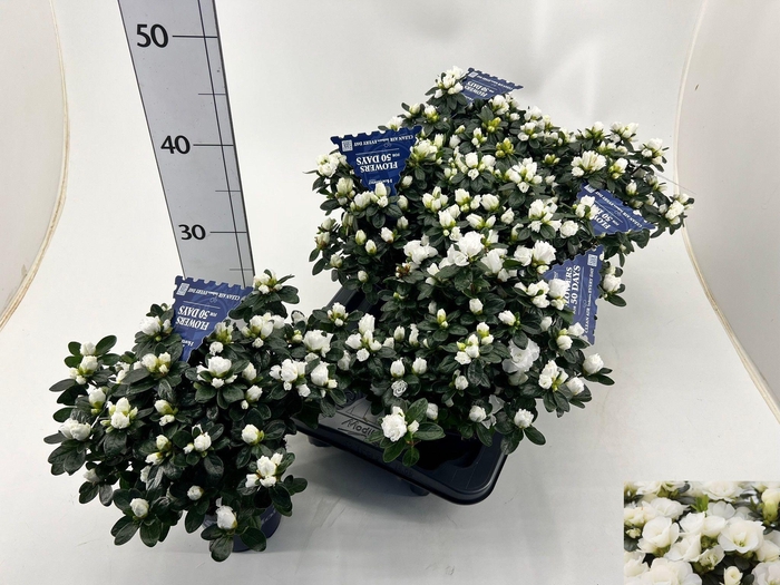 <h4>RHODO SI HO CL BELLI</h4>