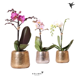 Kolibri Orchids Phalaenopsis Mix 1 spike in Luxury pot mix