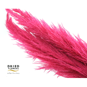 Dried Cortaderia Sacuara Raspberry