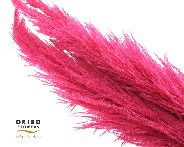 Dried Cortaderia Sacuara Raspberry