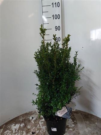 <h4>Buxu Sempervirens</h4>