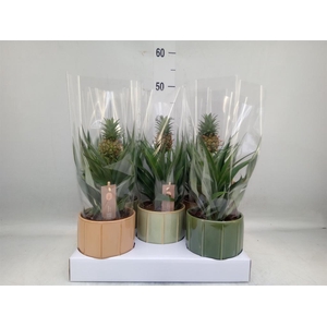 Ananas  'Mi Amigo'