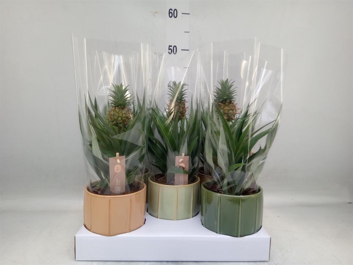 <h4>Ananas 'Mi Amigo'</h4>