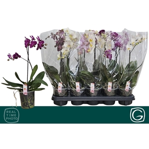 PHAL MF GEM 4 KL