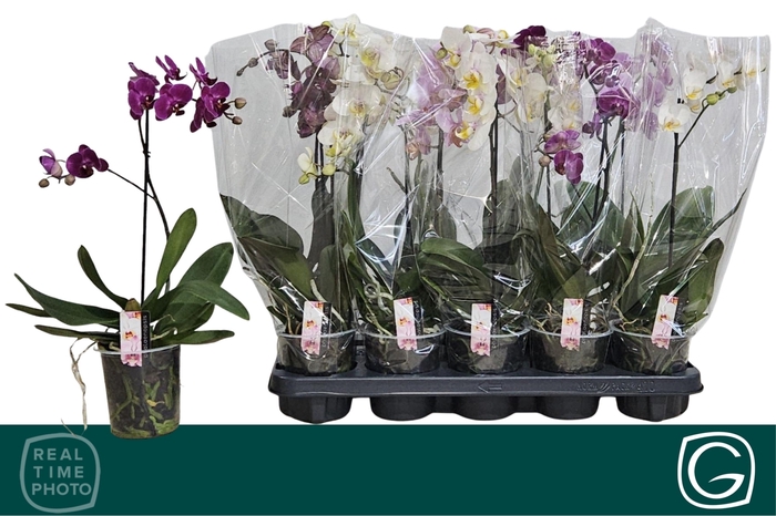<h4>PHAL MF GEM 4 KL</h4>