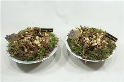 <h4>6185 MUSC ZINK</h4>