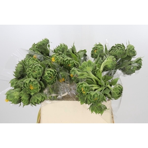 Helianthus Orange Fire