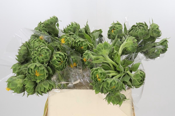 <h4>Helianthus Orange Fire</h4>