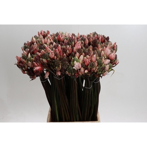 Ornithogalum coloured H%