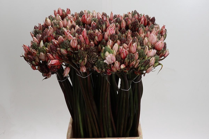 <h4>Ornithogalum Kleurbehandeld H%</h4>