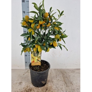 Citrus Fortunella Kumquat stam Vol met vruchten
