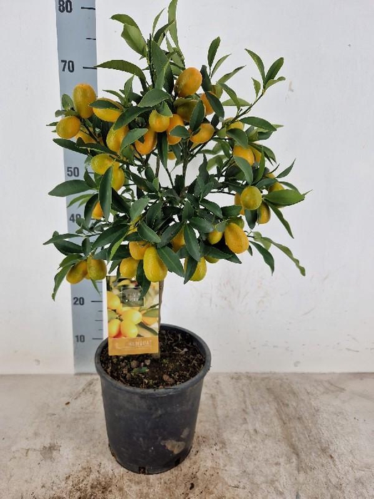 <h4>Citrus Fortunella Kumquat stam Vol met vruchten</h4>