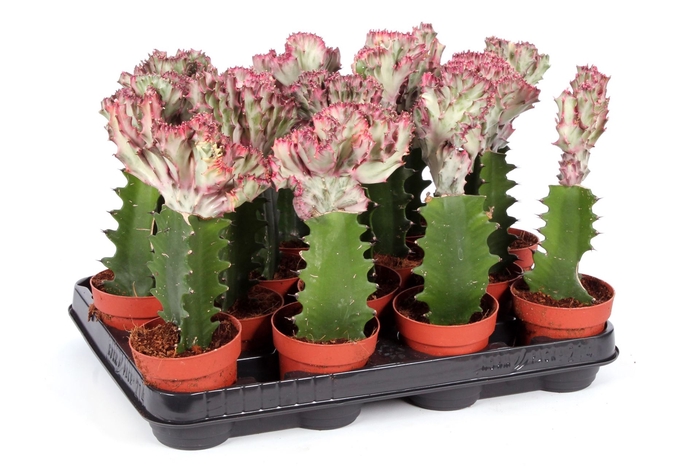 <h4>Euphorbia lactea 'Cristata'</h4>