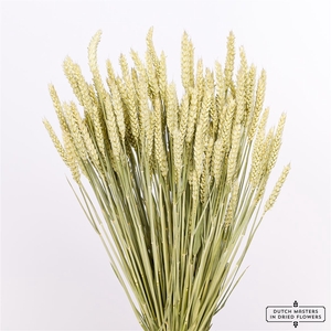 Dried Triticum (tarwe) Natural Bunch