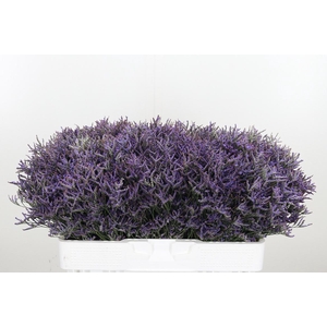 Limonium Safora Dark Blue