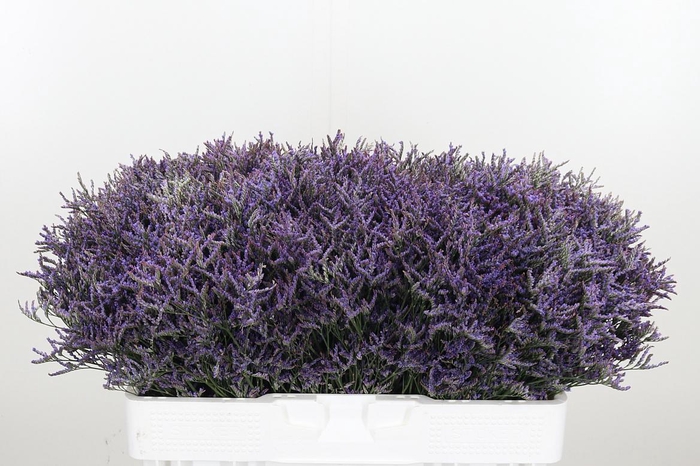 <h4>Limonium Safora Dark Blue</h4>