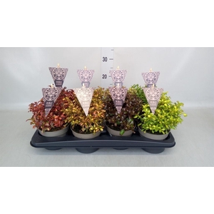 Coprosma   ...mix