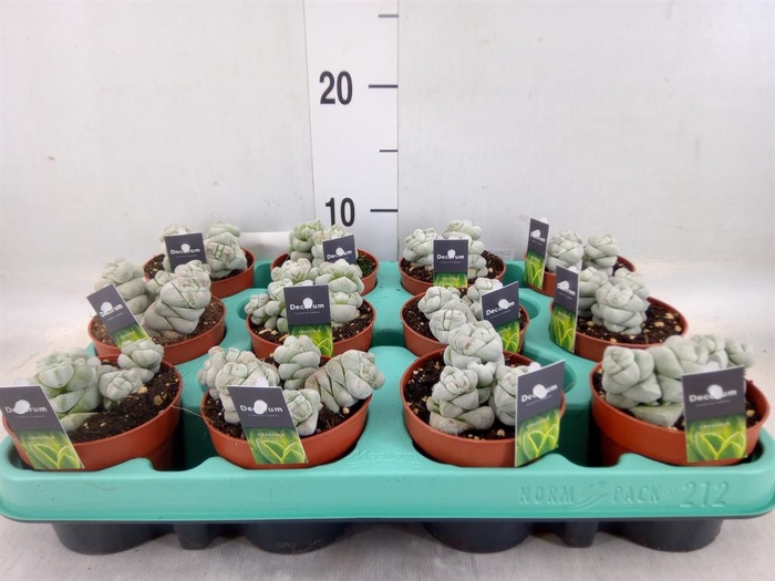 <h4>Crassula   ...</h4>