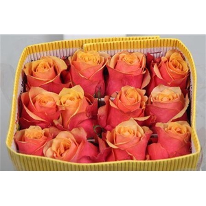 Rosa GR 'Cherry Brandy'