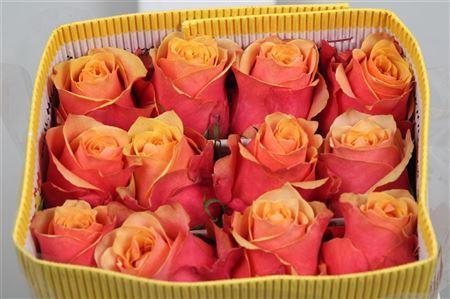 <h4>Rosa GR 'Cherry Brandy'</h4>