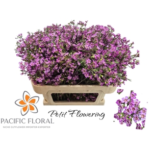 CHAME UN PURPLE PRID 50gr
