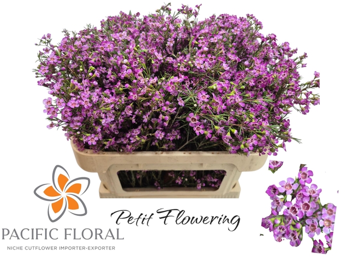 <h4>CHAME UN PURPLE PRID 50gr</h4>