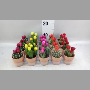 Cactus   ...decorated