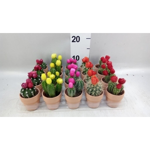 Cactus   ...decorated