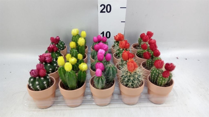 <h4>Cactus   ...decorated</h4>