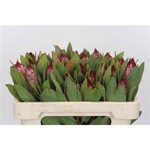 Protea Robijn