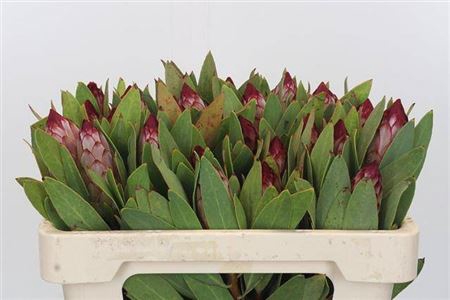 <h4>Protea Robijn</h4>