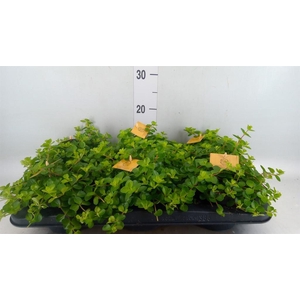 Peperomia rotundifolia