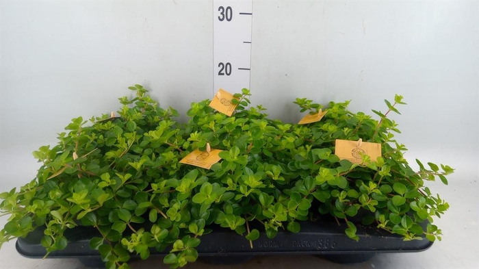 <h4>Peperomia rotundifolia</h4>