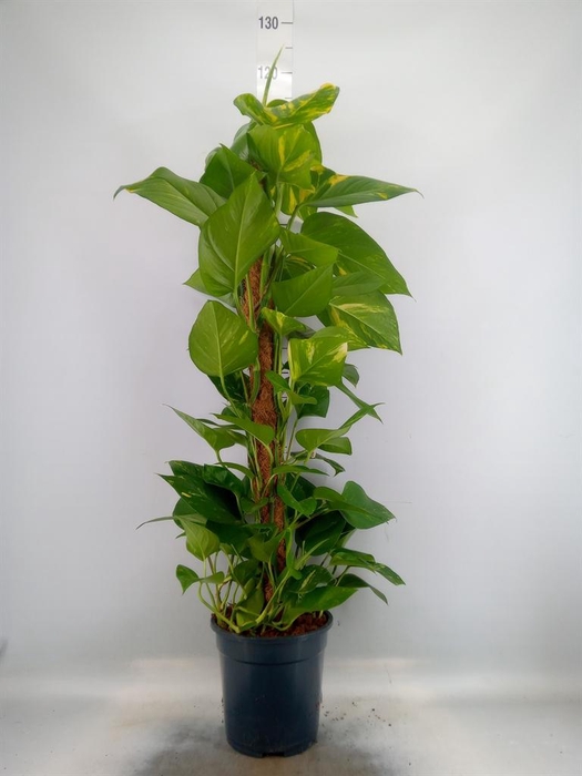 <h4>Epipremnum pinn.   ...moss stick</h4>