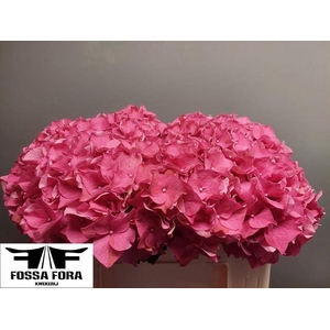 HYDRANGEA  'RODEO RED' 19cm