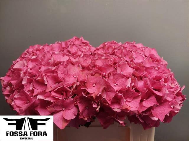 <h4>HYDRANGEA  'RODEO RED' 19cm</h4>