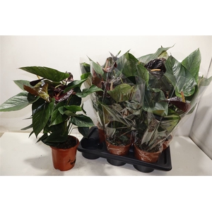 arr8 Anthu An Jambo Black