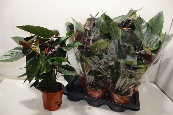 <h4>arr8 Anthu An Jambo Black</h4>