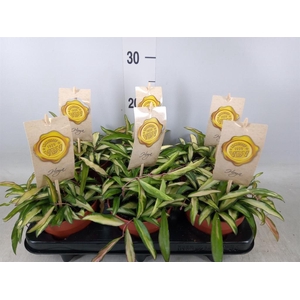 Hoya wayetii 'Tricolor'