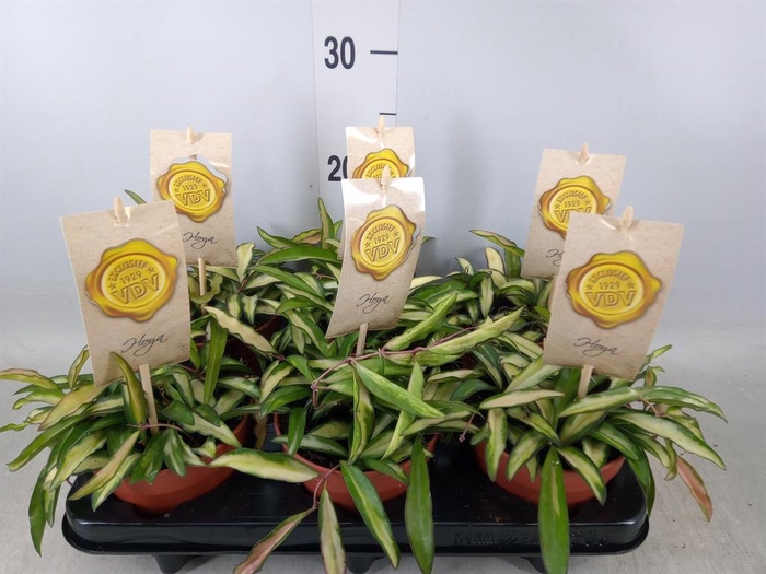 <h4>Hoya wayetii 'Tricolor'</h4>