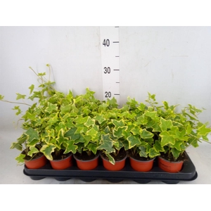 Hedera helix 'Goldchild'