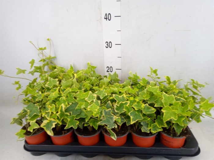 <h4>Hedera helix 'Goldchild'</h4>